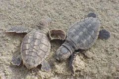 Loggerhead turtles (Caretta caretta) are named for their large heads and strong jaws, which allow them to eat prey with hard shells, like big marine snails. They live throughout the world’s warm tropical and subtropical oceans. They live off-shore when t