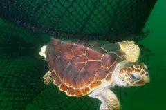 A Turtle Excluder Device (TED) enables a loggerhead turtle to escape from a net.