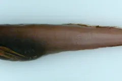A small, brown eelpout fish.