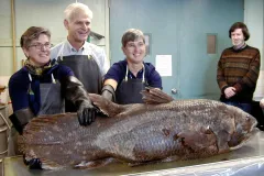 3 people posing with a large fish 