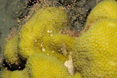 A coral has just spawned. Each of the hundreds of polyps releases a small pink bundle of sperm and eggs.
