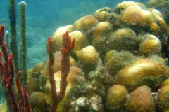 An underwater photo of coral recovering from a bleaching event. 