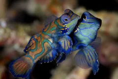 The mandarinfish lives in western Pacific tropical coral reef ecosystems and lacks the scales that are typically seen on bony fish. 