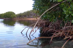 Atmospheric carbon is captured by coastal mangroves, seagrasses and salt marshes at a rate five times faster than tropical forests. 