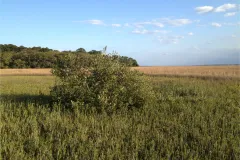 A newly established black mangrove sits in a field of salt marsh&nbsp;near the northern limit of mangroves in Florida.&nbsp;Mangroves have been expanding near their northern limit in Florida and the expansion is linked to a reduction in the frequency of ex