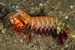 Mantis shrimp have built-in polarized vision to help them see underwater—and maybe even communicate.