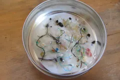 Tiny bits and pieces of plastic can be found throughout the ocean, like these collected from the open ocean by net.