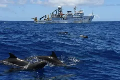 A group of melon-headed whales swim near a research vessel. 