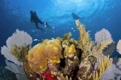A healthy, thriving coral reef in the Caribbean Sea.