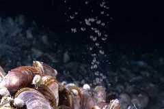 Eat Your Methane Wheaties: Along with oil, natural gases such as methane spewed out of the deep-sea well during Deepwater Horizon. Researchers had no idea what would happen to this methane: would it bubble to the surface, dissolve in seawater and drift awa