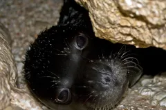 Monk seal pup