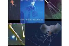 A Smithsonian specimen helped identify a new family of deep sea squid with long spindly legs.