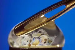 Zooplankton are small—but do you know just how small? This drop of water smaller than the eye of a needle is magnified 20x and contains multitudes. 