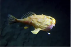 A photo of an anglerfish