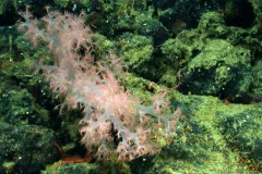 Discovered in 2004 and named in 2009, Gersemia juliepackardae coral lives on seamounts in the northeast Pacific Ocean at depths of 500-2,000 m (1,640-6,562 ft).