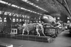 a triceratops skeleton and a blue whale model