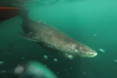 Greenland Shark in cold water