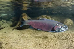 An adult coho salmon swimming. 
