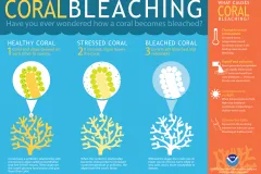 A graphic explaining coral bleaching