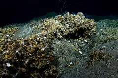 Mussels sit on the deep-sea floor. 