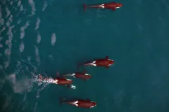 A pod of killer whales from above.
