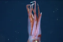 squid missing arm tip