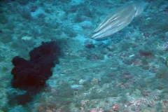 An octopus shoots ink in defense as it swims away from a scuba diver.