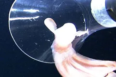 A "dumbo" octopus is captured by an ROV.