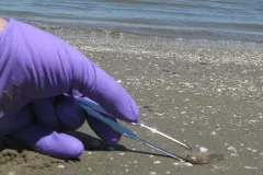 A scientist collects oil-laden "sand patties" on a Louisiana beach two years after the oil spill.
