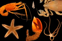 Photo collage of six species of invertebrates.