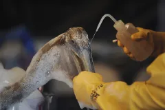 Dr. Erica Miller, of the Louisiana State Wildlife Response Team, cleanses an oil-covered pelican in Plaquemines Parish, LA.