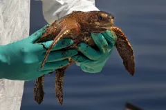 A heavily oiled Kemp's Ridley turtle recovered near the Deepwater Horizon/BP accident site.
