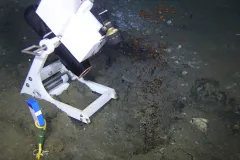 Positioned in front of a natural oil seep, this video camera is capturing images of the black oil bubbling up from beneath the sea floor. A light mounted to the frame helps see what is happening in the dark on the sea floor.