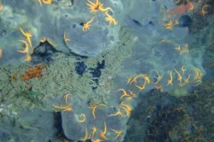 Small orange brittlestars on the coast of the Atlantic. 
