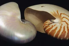 Pearly nacre of a nautilus shell