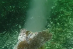 A pipe on the seaflood discharges fish waste, such as bones and scraps, from processing factories that turn whole caught fish into filets that you buy in the supermarket.