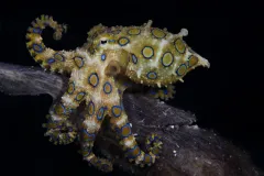 A blue-ringed octopus