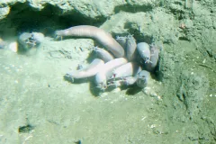 The eel-like Atlantic hagfish being measured out of water. 
