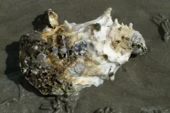 an oyster shell on a beach