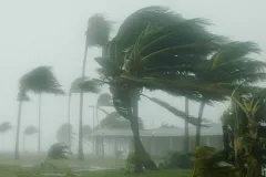 Palm trees bend in hurricane strength wind