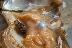 Pearl oysters create pearls when a hard particle is coated with calcium carbonate (nacre) after entering the oyster. 