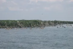 Pelicans Roost at oil spill "ground zero" two years later.
