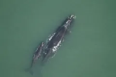 The right whale Phoenix, and her calf, swimming off the coast of Florida. 