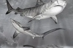 A large tiger shark swims above a thresher shark, epaulette shark, and zebra shark in the open ocean