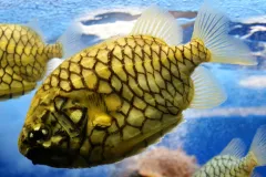 No glue and glitter needed here! The pinecone fish (Monocentris japonicus) looks like the real thing on land—covered in large scales with a dark trim. They are found lurking in caves and under ledges in the Indian and Western Pacific Oceans, and are a po