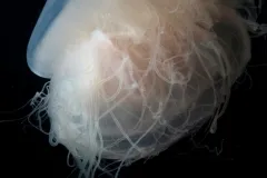 Pink meanie jellyfish