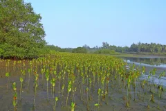 a plot of new mangrove sprouts