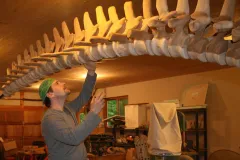 Ken Hall by his whale bone sculpture.