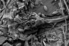 A tiny piece of plastic photographed by a scanning electron micrograph. 