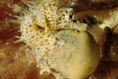 A male short-snouted seahorse with a pouch full of eggs. 